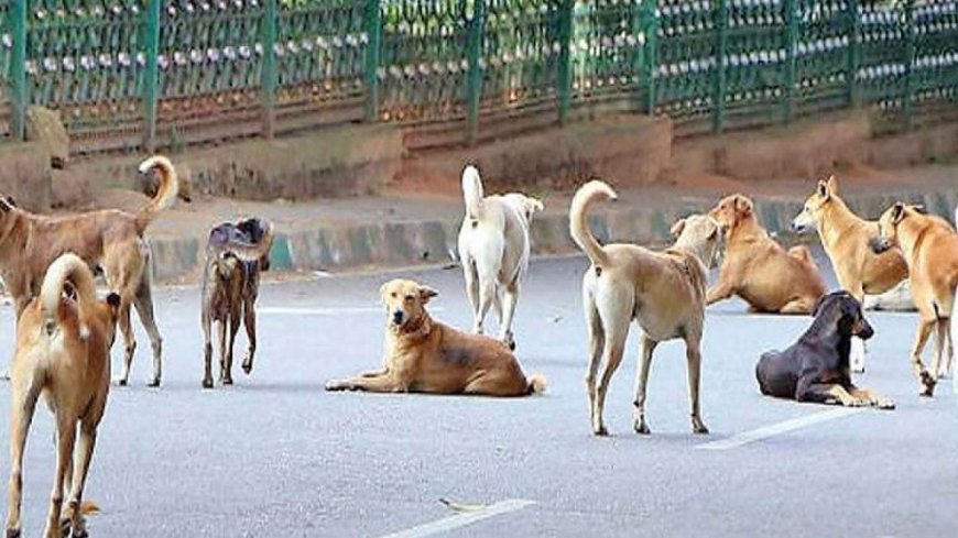 आदमखोर हो गए इस शहर के एक दर्जन कुत्ते, 10 साल के बच्चे को नोच खाया, हुई दर्दनाक मौत