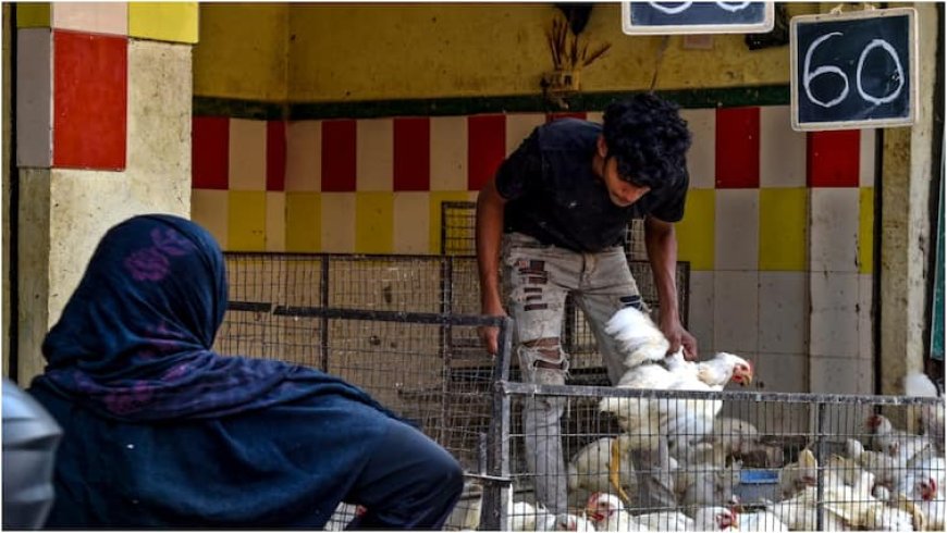 Bird Flu: झारखंड में खत्म नहीं हुआ बर्ड फ्लू का खतरा, रांची के बाद अब बोकारो में नए मामले