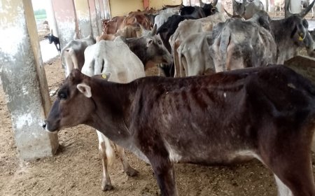 गौशाला में गौवंश की दुर्दशा: भूख और प्यास से तड़पकर मर रही गायें