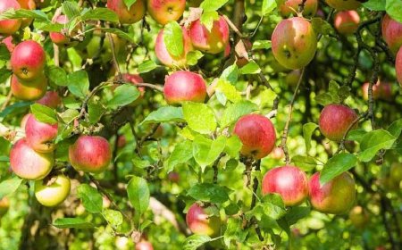 उत्तराखंड: सेब उत्पादक किसानों के लिए बेहतर पैकेजिंग हेतु कार्टन का वितरण शुरू