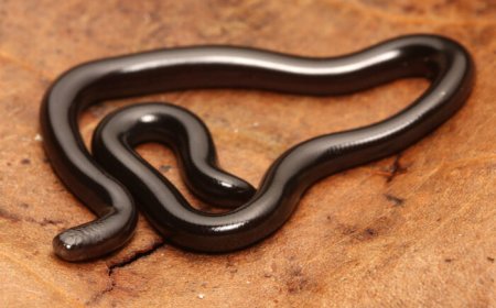 दुनिया का सबसे छोटा सांप: बारबाडोस थ्रेडस्नेक की अद्भुत खोज