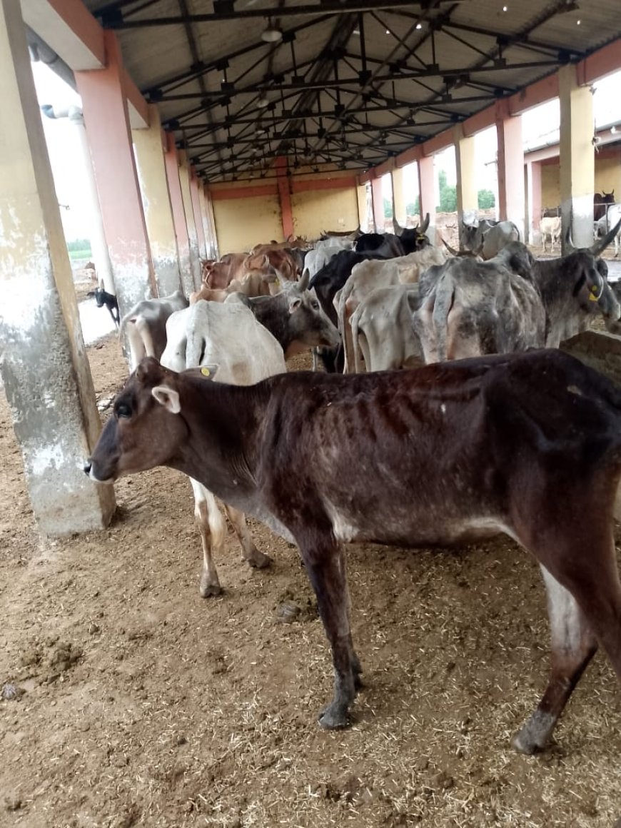 गौशाला बनी मौत का अड्डा, भूख-प्यास से तड़प कर दम तोड़ रहीं गायें !