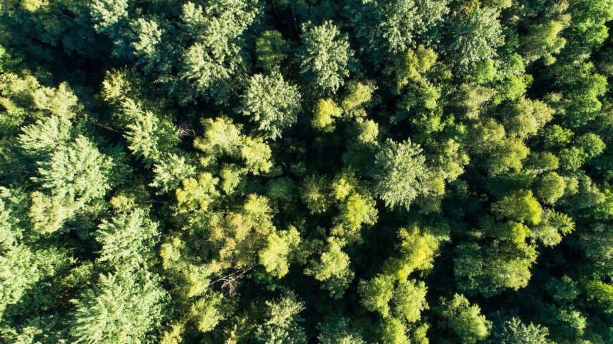 यूपी का Green cover और Forest carbon stock बढ़ा, वृक्षावरण में 3.72 % की वृद्धि दर्ज