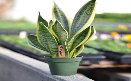 स्नेक प्लांट के अद्भुत लाभ: सजावट के साथ सेहत का अनूठा ख्याल