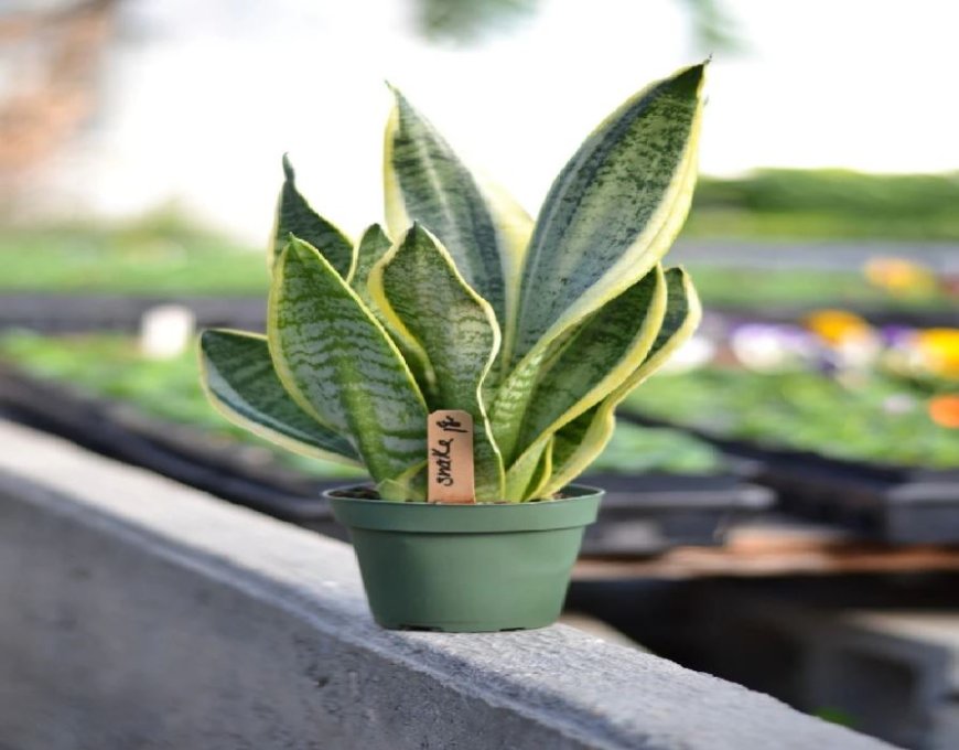 Snake Plant Benefits: सजावट के साथ सेहत का भी रखता ख्याल