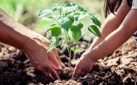 शिक्षकों के सम्मान में ''एक पेड़ गुरु के नाम'': मुख्यमंत्री योगी के निर्देश पर वन विभाग की नई पहल