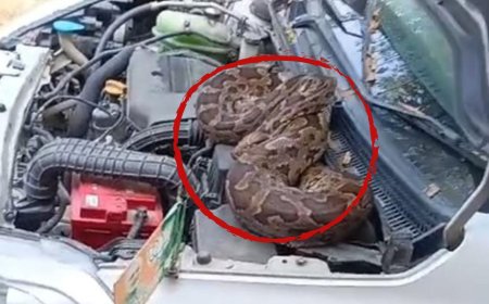 बाराबंकी में बारिश से अजगर की बस्तियों का आबाद होना, भाजपा नेता की कार में मिला अजगर