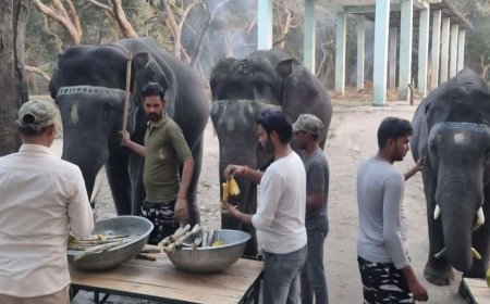 पीलीभीत: PTR के हाथियों का नया ठिकाना मुस्तफाबाद में बनेगा स्थायी एलीफेंट कैंप