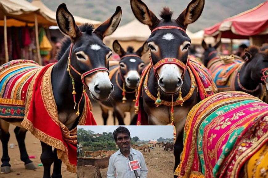 चित्रकूट में दीपावली के बाद सजी अनोखी परंपरा, ऐतिहासिक मेले में इन गधों’ ने जीता सबका दिल!