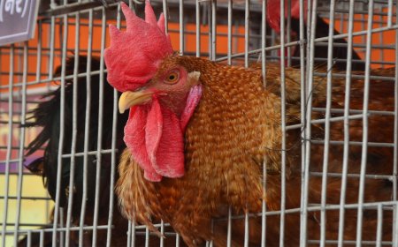 Bareilly: कुक्कुट मेले में छाई अमेरिकन आरआईआर प्रजाति...मांस और अंडा उत्पादन का बेहतर विकल्प