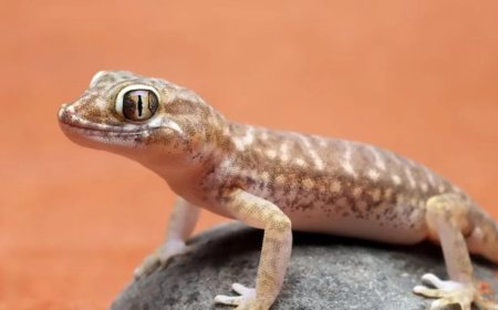 बार-बार दिख रही हैं छिपकलियां? तो करें ये 5 आसान और असरदार घरेलू उपाय, दोबारा घर में नजर नहीं आएगी!