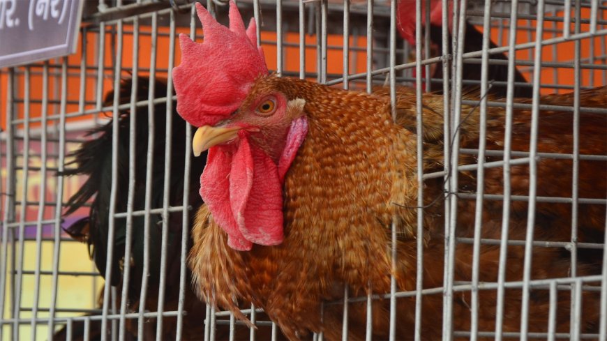 Bareilly: कुक्कुट मेले में छाई अमेरिकन आरआईआर प्रजाति...मांस और अंडा उत्पादन का बेहतर विकल्प