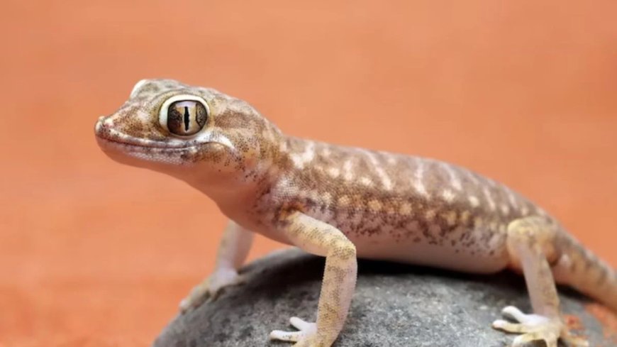 बार-बार दिख रही हैं छिपकलियां? तो करें ये 5 आसान और असरदार घरेलू उपाय, दोबारा घर में नजर नहीं आएगी!