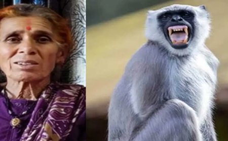 पीठौरागढ़ समाचार: बेरीनाग में लंगूर के हमले से महिला की अकाल मृत्यु