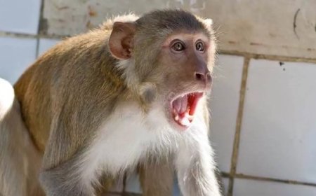 उत्तराखंड में 4 महीनों में बंदरों के हमले से 167 लोग अस्पताल पहुंचें