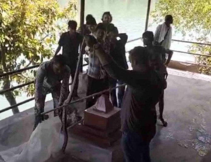 ऋषिकेश: गंगा आरती स्थल पर दिखा विशाल कॉपरहेड सांप, मच गई अराजकता; वन विभाग का सफल रेस्क्यू