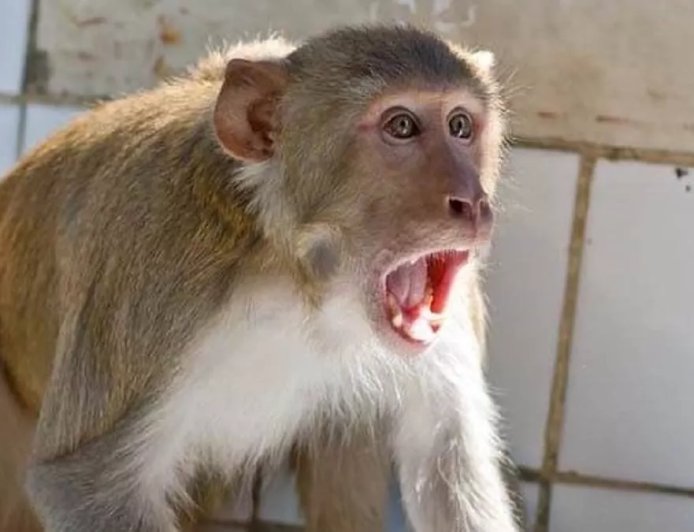 उत्तराखंड में 4 महीनों में बंदरों के हमले से 167 लोग अस्पताल पहुंचें