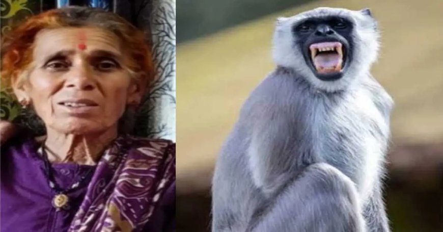 पीठौरागढ़ समाचार: बेरीनाग में लंगूर के हमले से महिला की अकाल मृत्यु