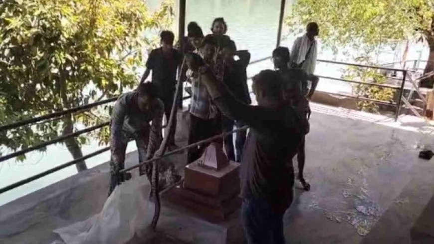 ऋषिकेश: गंगा आरती स्थल पर दिखा विशाल कॉपरहेड सांप, मच गई अराजकता; वन विभाग का सफल रेस्क्यू
