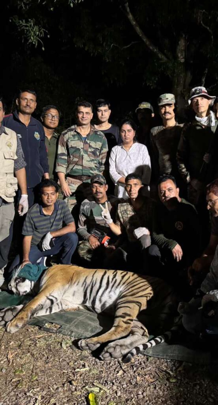 ट्रैंकुलाइज किए गए संदिग्ध बाघ की पहचान होगी डीएनए जांच से, ग्रामीणों की मौत का राज सुलझेगा