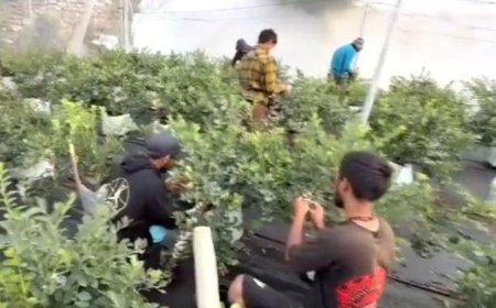 सीएम धामी के मार्गदर्शन में ब्लूबेरी खेती की नई शुरुआत, किसानों को मिलेगा लाभ