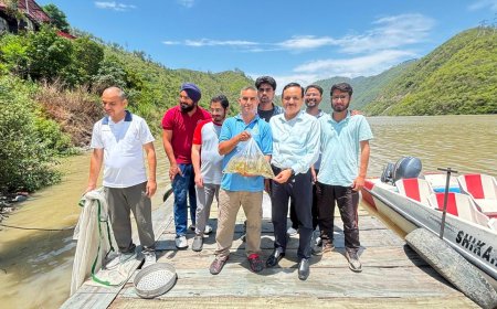 अलकनंदा में छोड़ी गईं 7 हजार महाशीर मछलियां, नमामि गंगे से जैव-विविधता संरक्षण को मिला बल