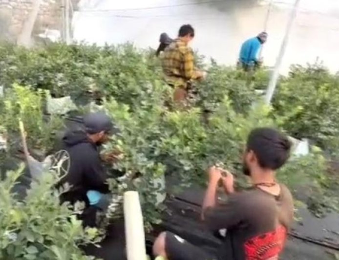 सीएम धामी के मार्गदर्शन में ब्लूबेरी खेती की नई शुरुआत, किसानों को मिलेगा लाभ