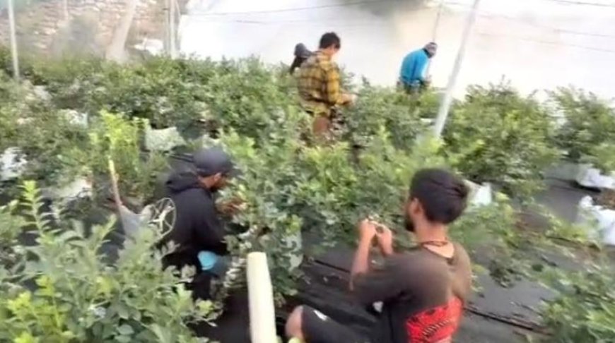 सीएम धामी के मार्गदर्शन में ब्लूबेरी खेती की नई शुरुआत, किसानों को मिलेगा लाभ