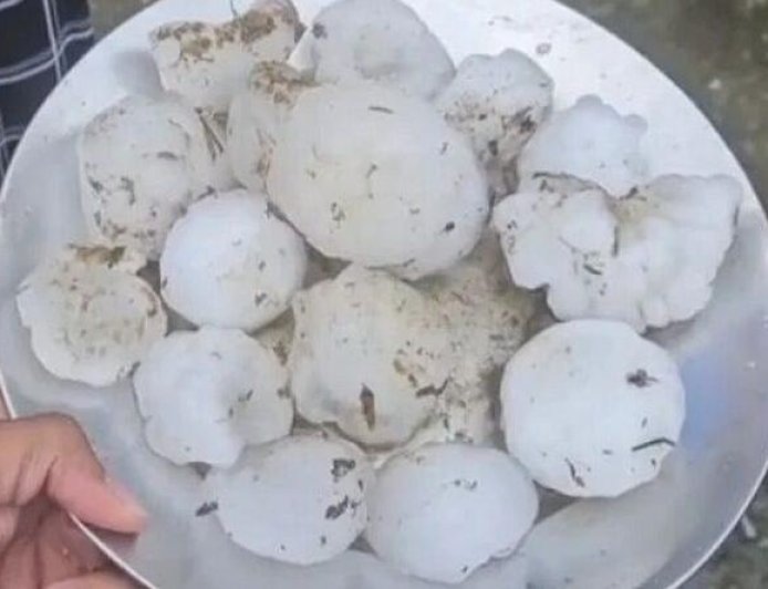 धर्मनगरी हरिद्वार में ओलावृष्टि ने मचाई तबाही, 300 से 500 ग्राम तक के ओले गिरे